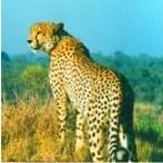 cheetah 2